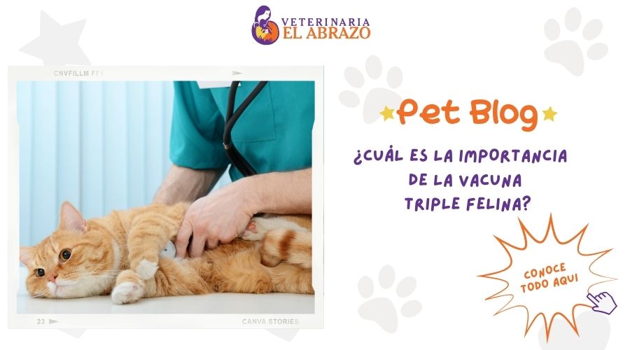 ¿Por qué es importante la vacuna triple felina?
