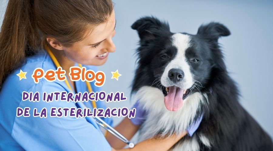 Día Mundial de la Esteriliación.