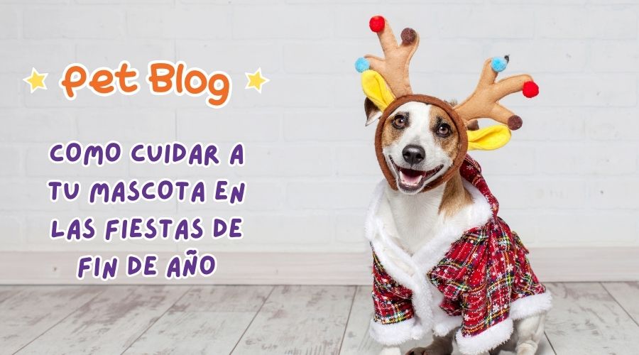 Cómo Proteger a tus Mascotas en las Fiestas de Fin de Año.