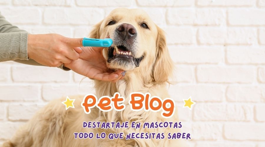 Destartraje en Perros y Gatos