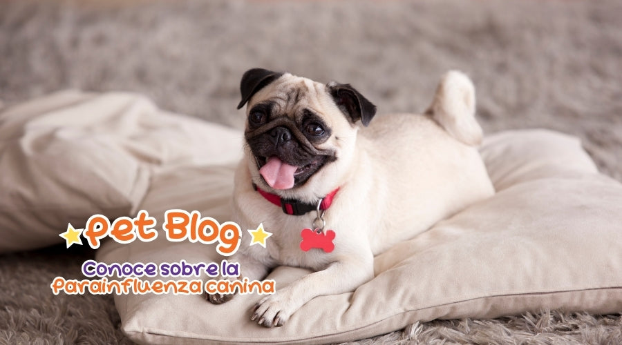 Vacuna Contra el Virus de la Parainfluenza