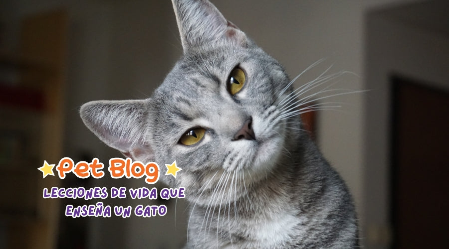 Lecciones de vida que enseña un gato.