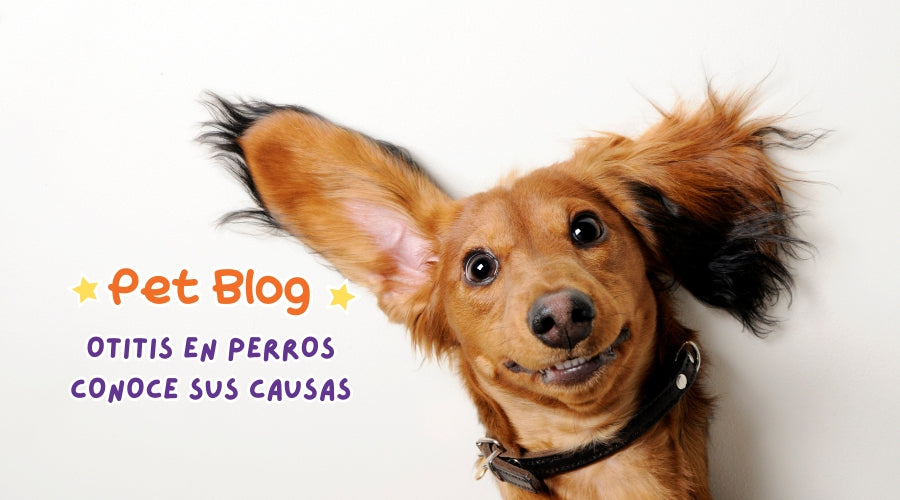 Todo lo que necesitas saber sobre la otitis en perro