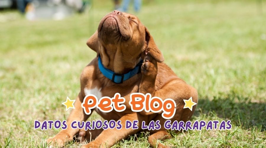 Datos Importantes Sobre las Garrapatas.