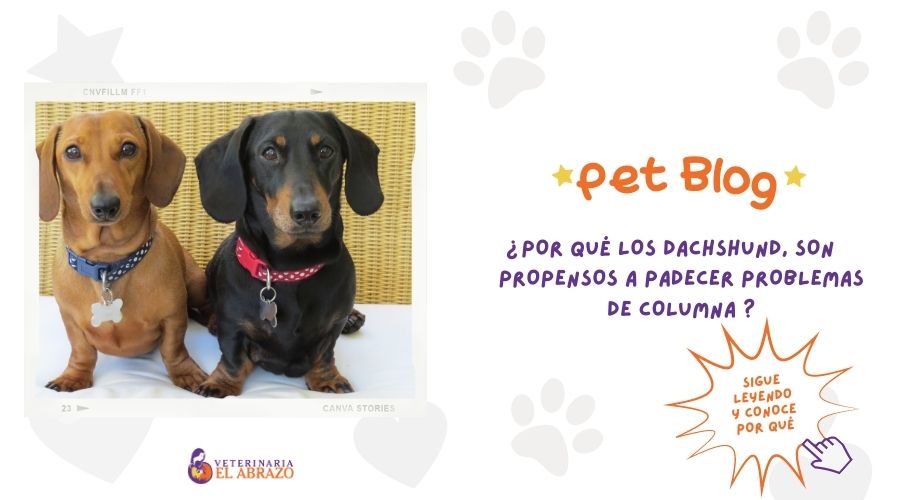 ¿Por qué los perros Dachshund, son propensos a padecer problemas de columna vertebral?