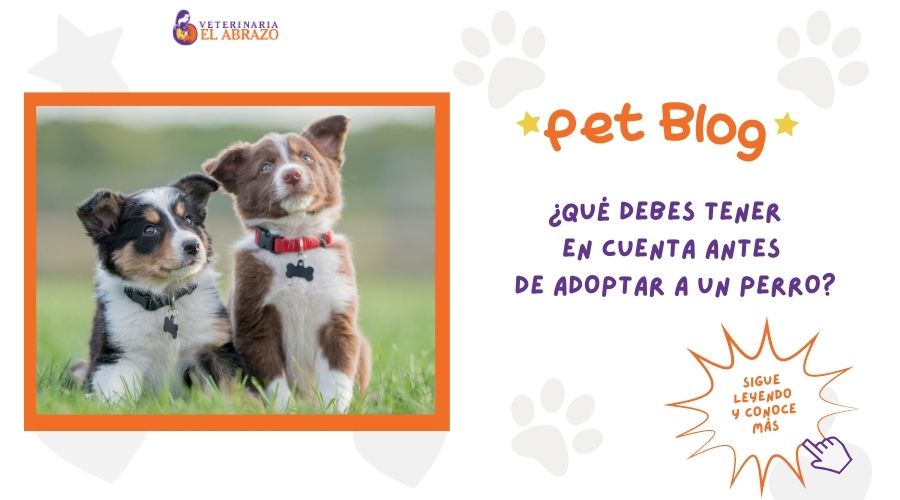 ¿Qué tener en cuenta antes de tener un perro?