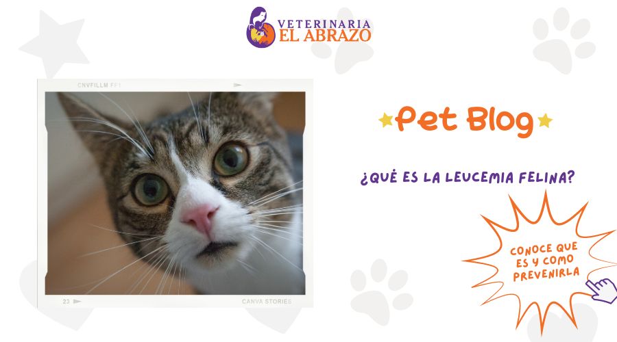 ¿Qué es la Leucemia Felina?