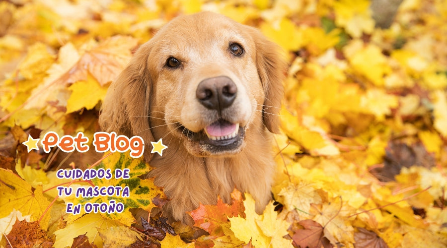 Cuidados para tus Mascotas en Otoño