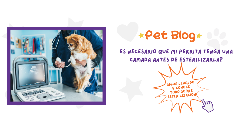 ¿Es necesario que tu perrita tenga una camada para prevenir el Cáncer mamario? ¿Mito o realidad?