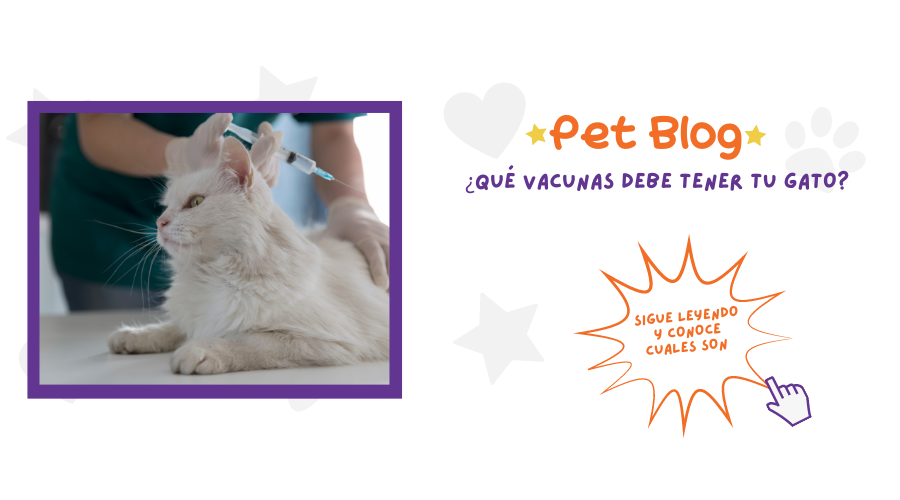 Vacunas para Gatos ¿Qué vacunas necesita mi gato?