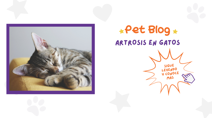 Artrosis en Gatos