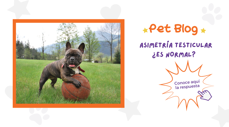 ¿Es Normal la Asimetría testicular?